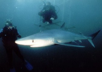 サメの保護